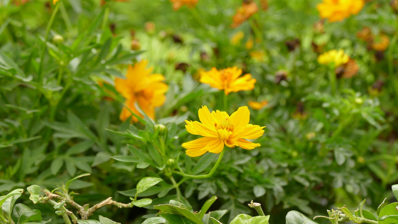 Image - daisy flower việt nam nature color