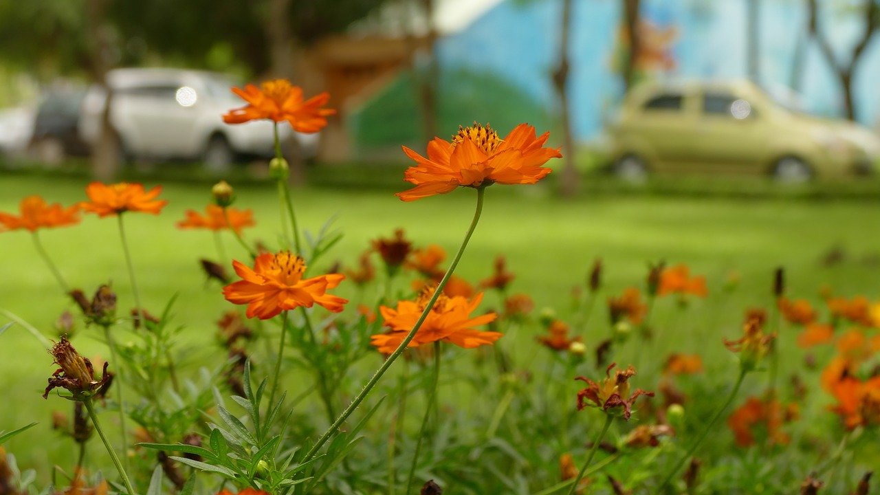 Image - daisy flower việt nam nature color