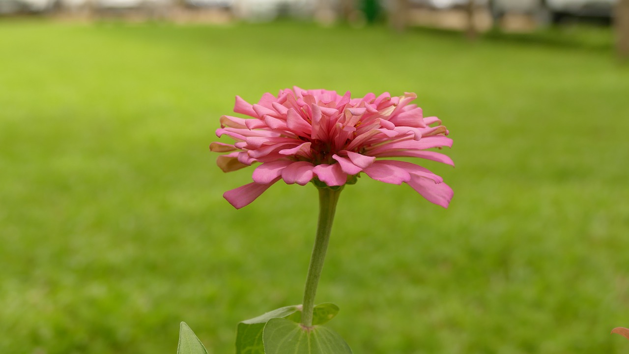 Image - daisy flower việt nam nature color