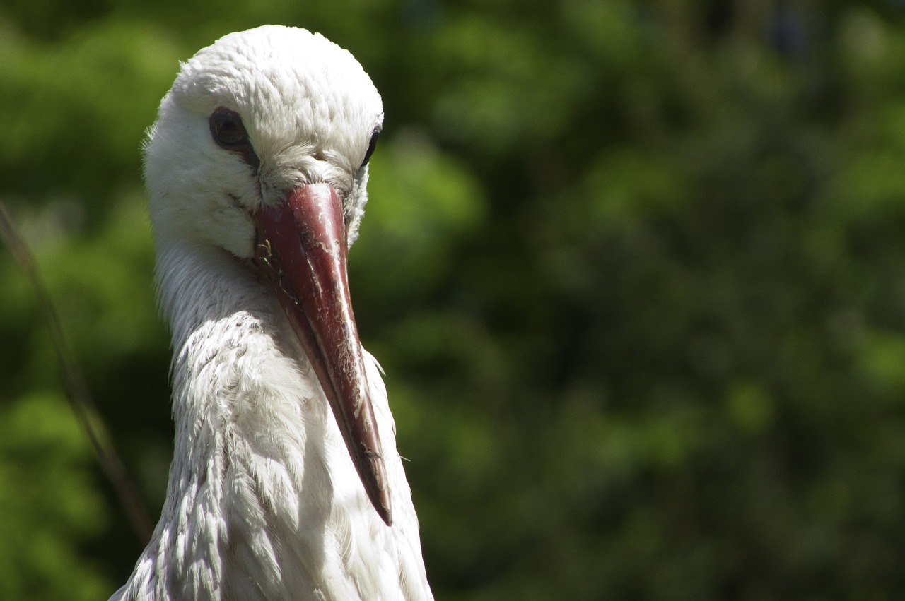 Image - stork detail beak bird