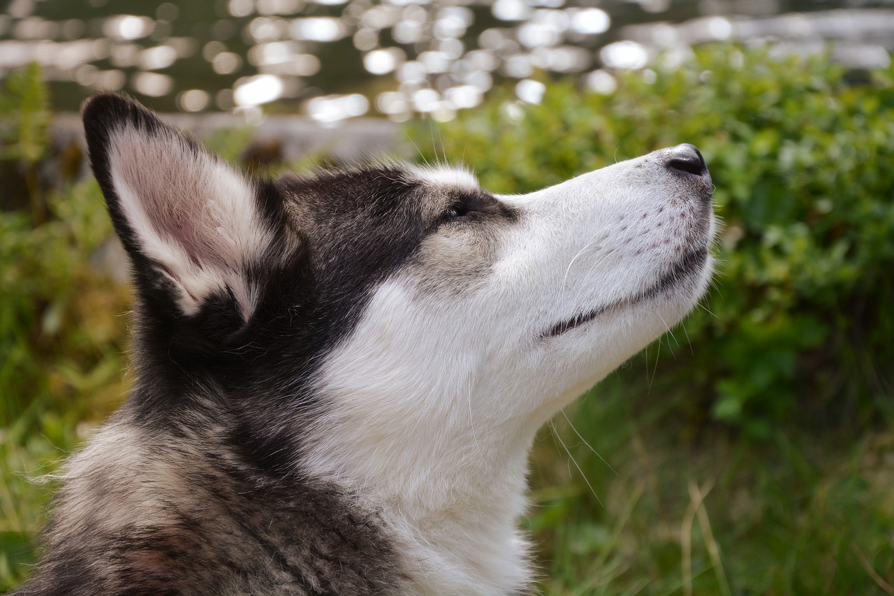 Image - husky dog pet animal breed