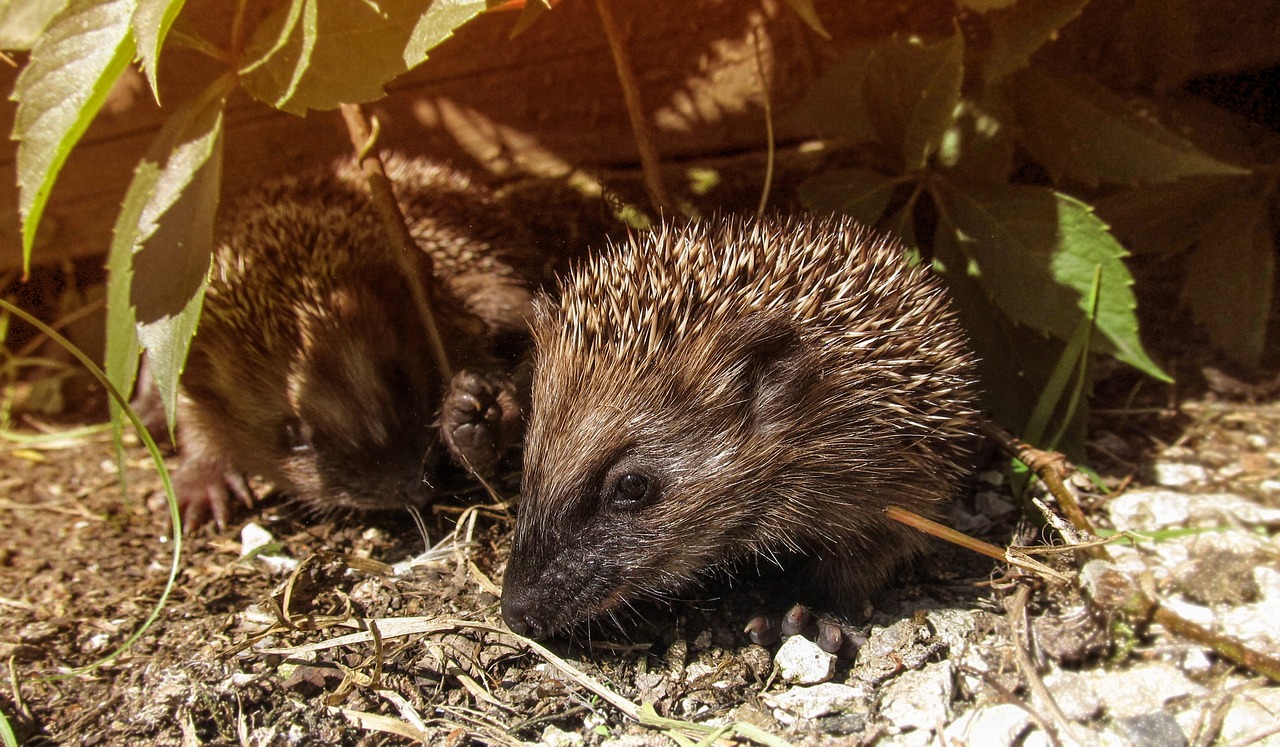 Image - hedgehog hiding garden green wild