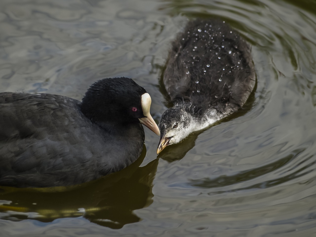 Image - wildfowl coot baby wildlife