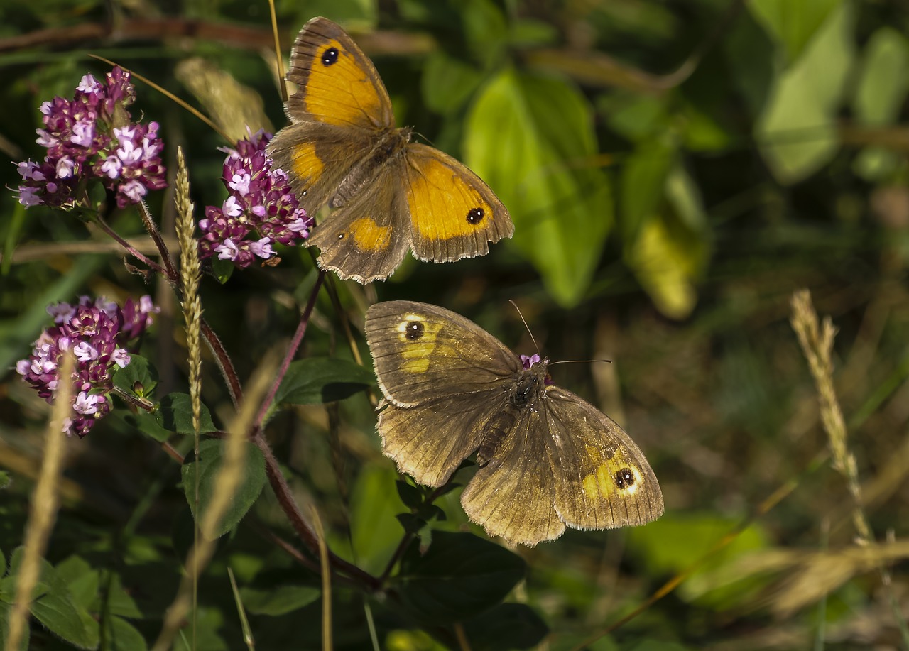 Image - butterfly gatekeeper lepidoptera