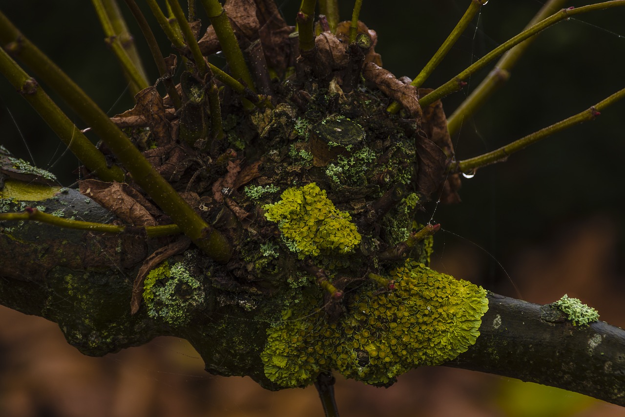 Image - lichen trees moss plant nature