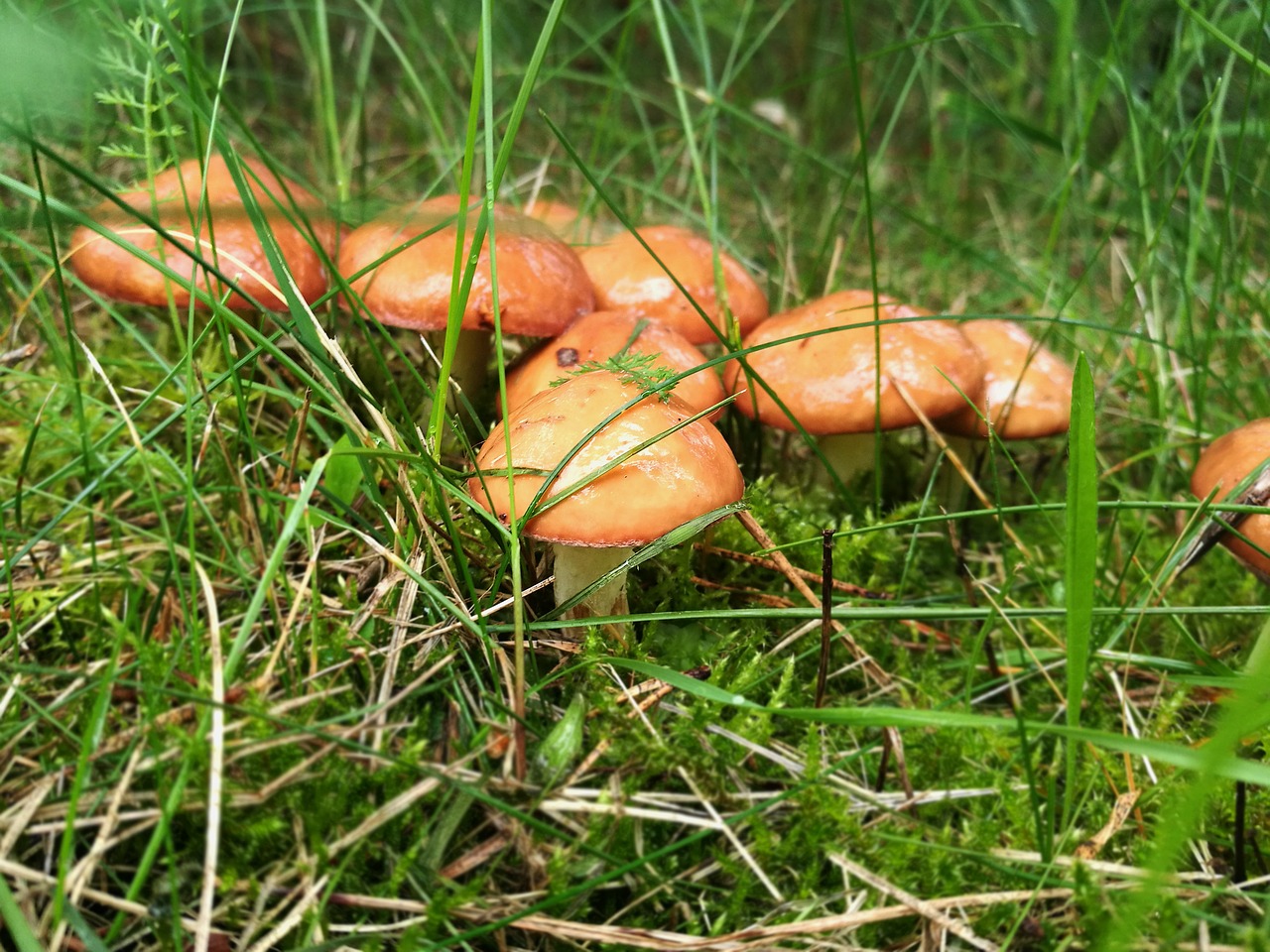 Image - mushrooms boletus forest macro