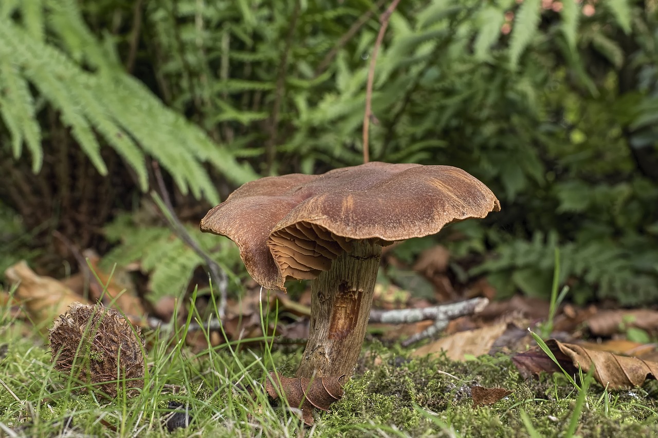 Image - mushroom dark brown gürtelfuß brown