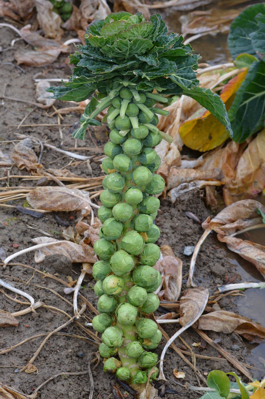 Image - brussels sprouts plant sprouts