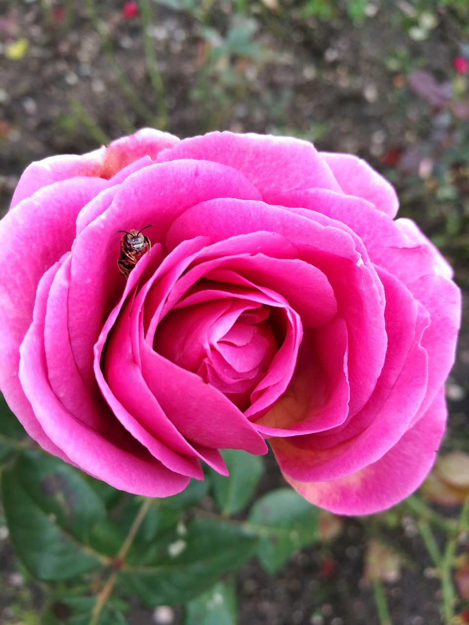 Image - rose summer macro insect garden