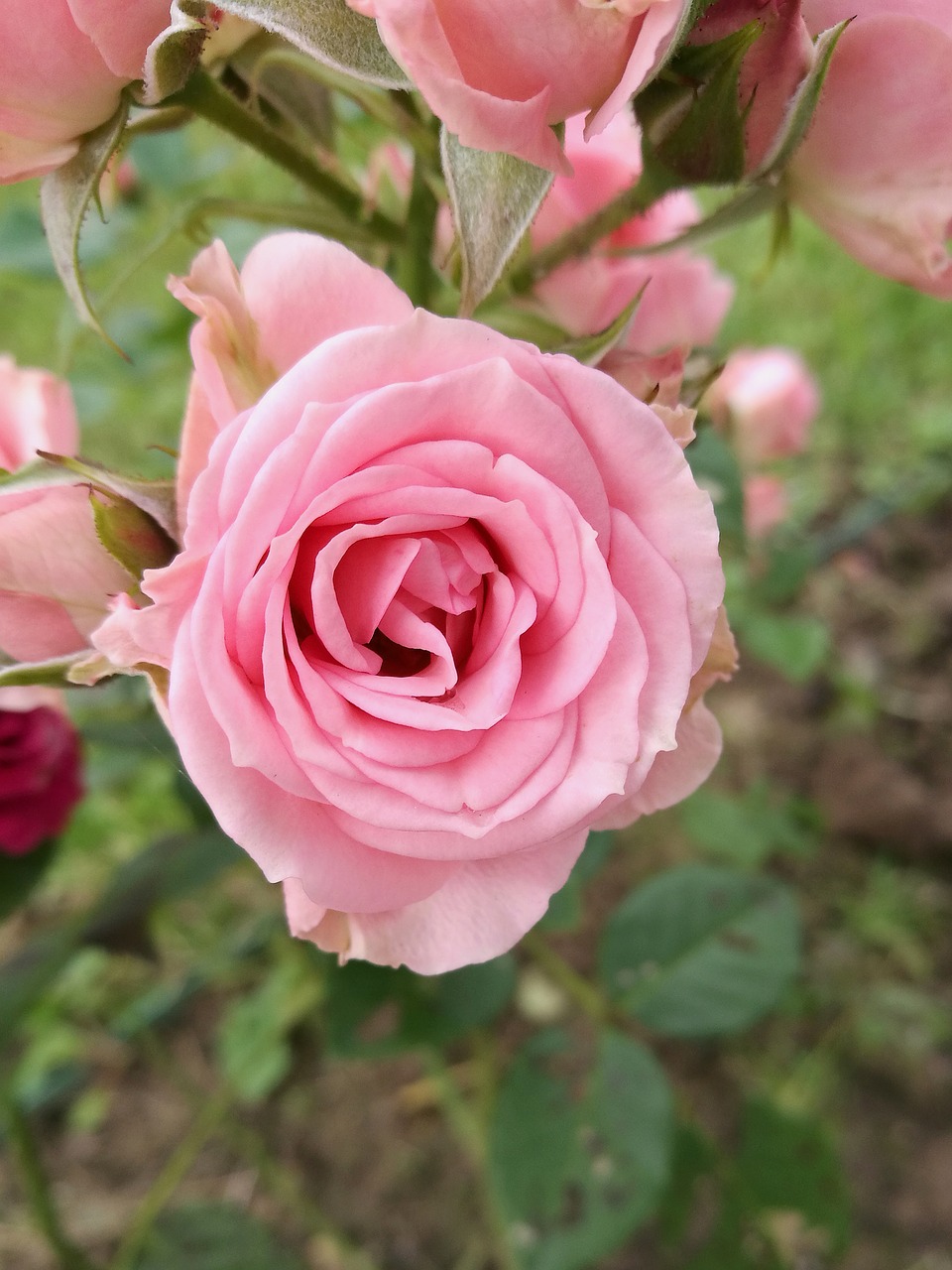 Image - rose summer macro insect garden