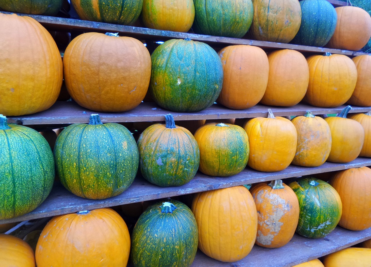 Image - pumpkins line yellow green