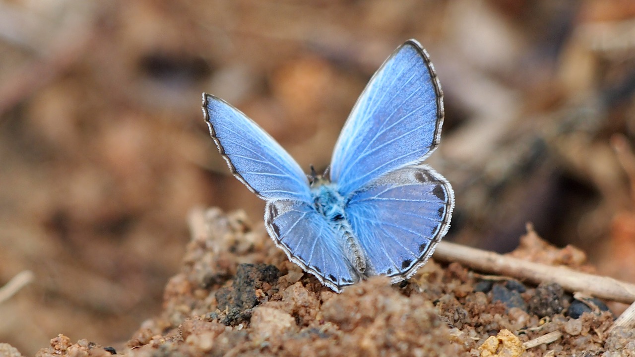 Image - butterfly blue blue powder butterfly