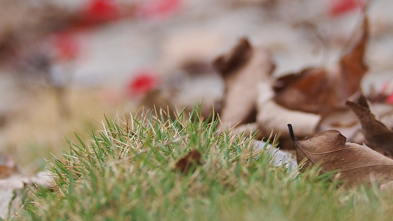 Image - dead leaves grass natural