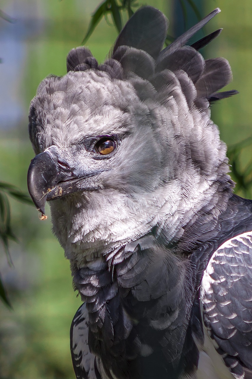 Image - berlin zoo bird harpy