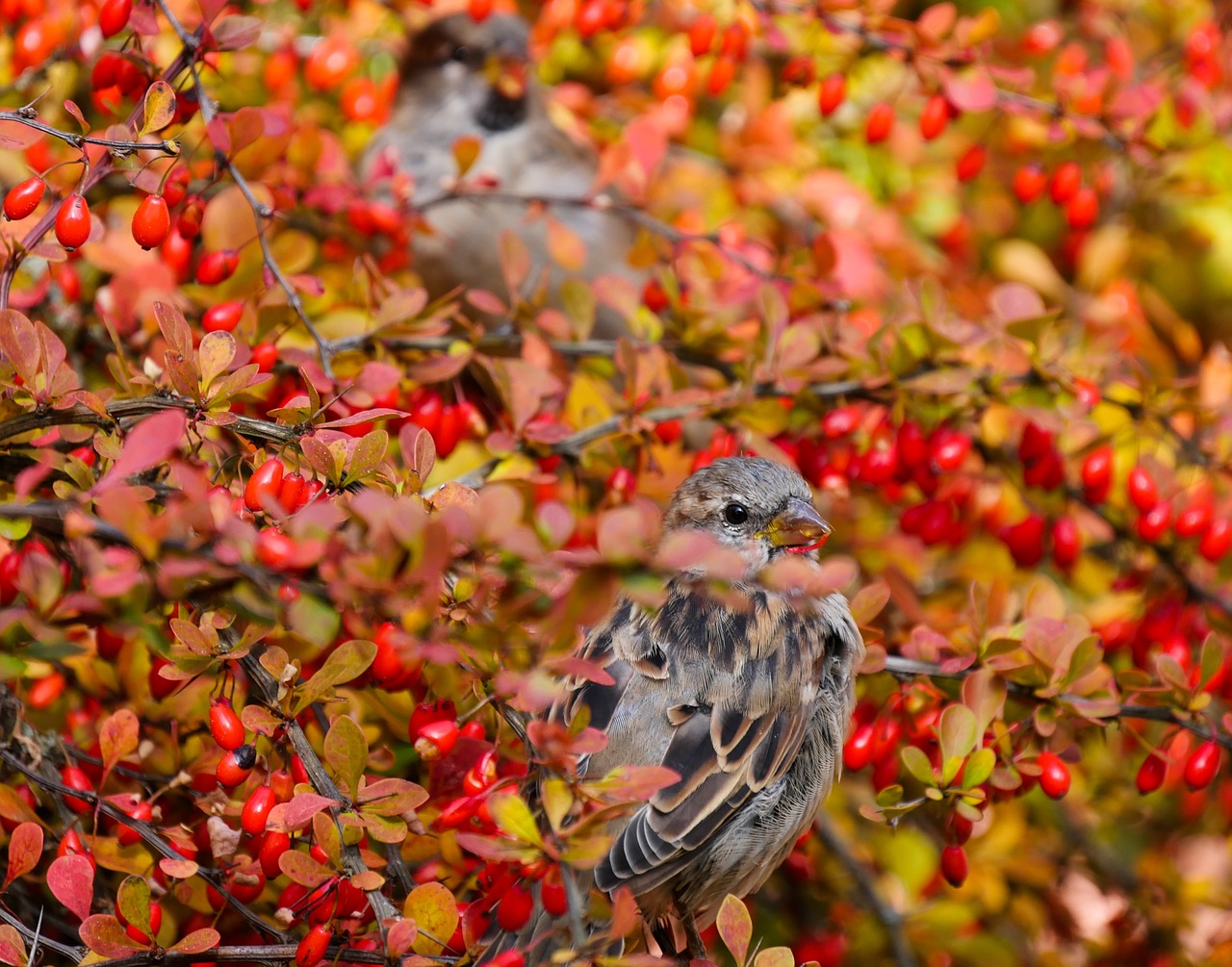 Image - nature animals bird sparrows