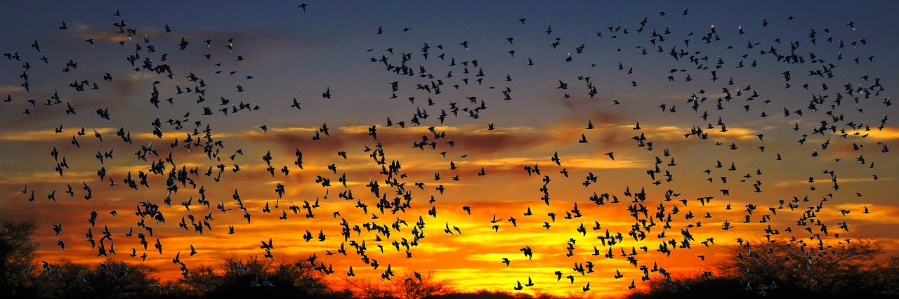Image - nature animals bird migratory bird