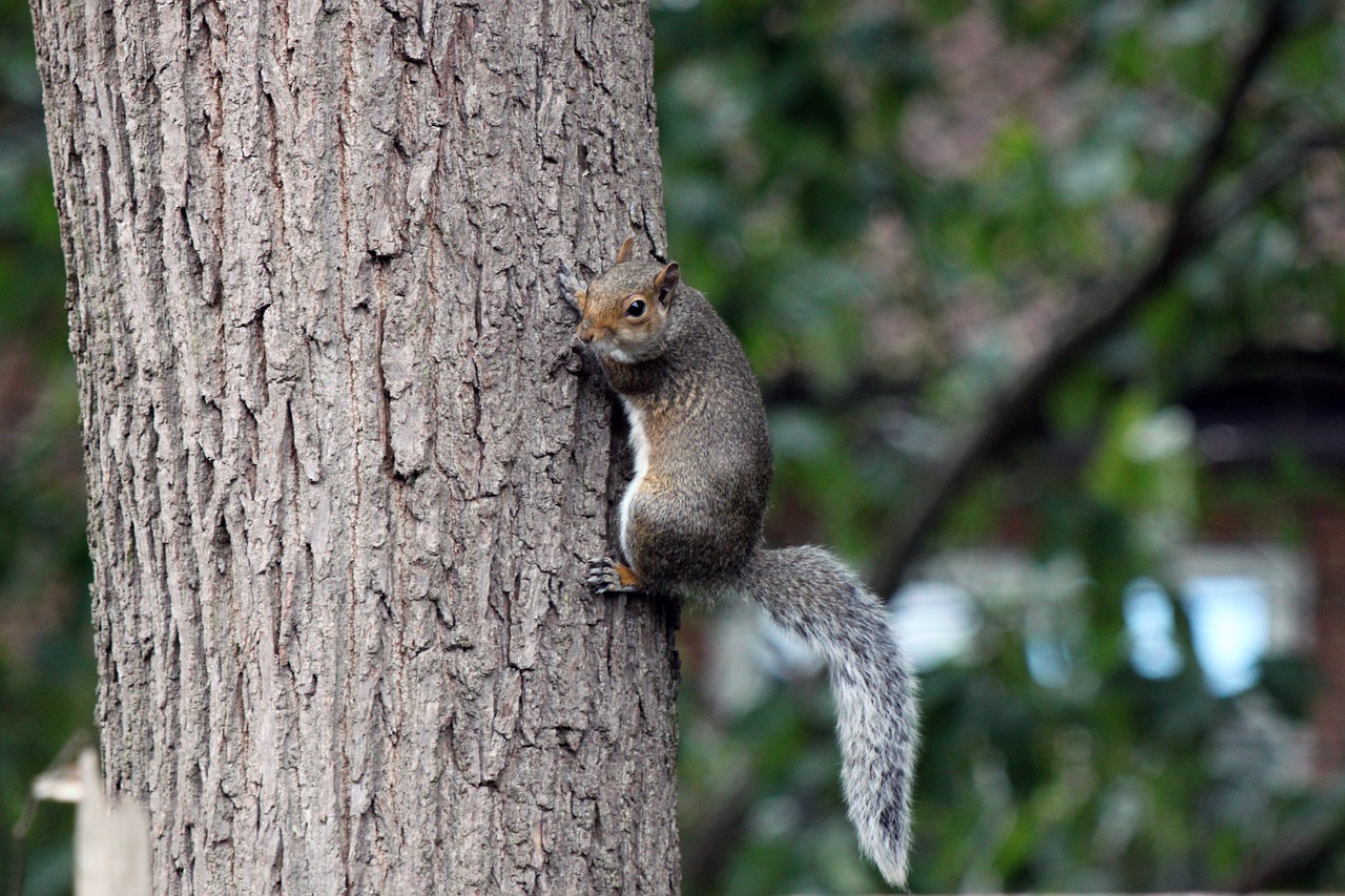 Image - squirrel tree bark animal nature