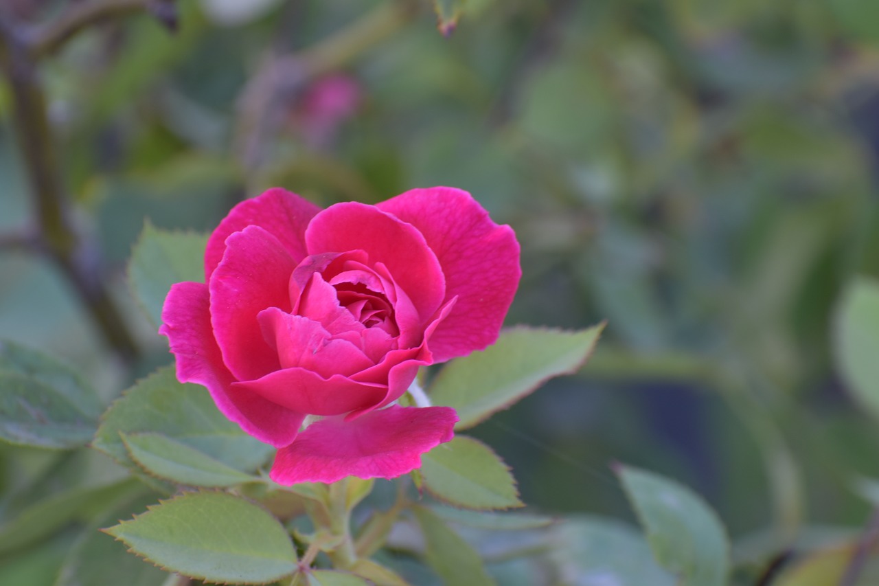 Image - rose flower magenta