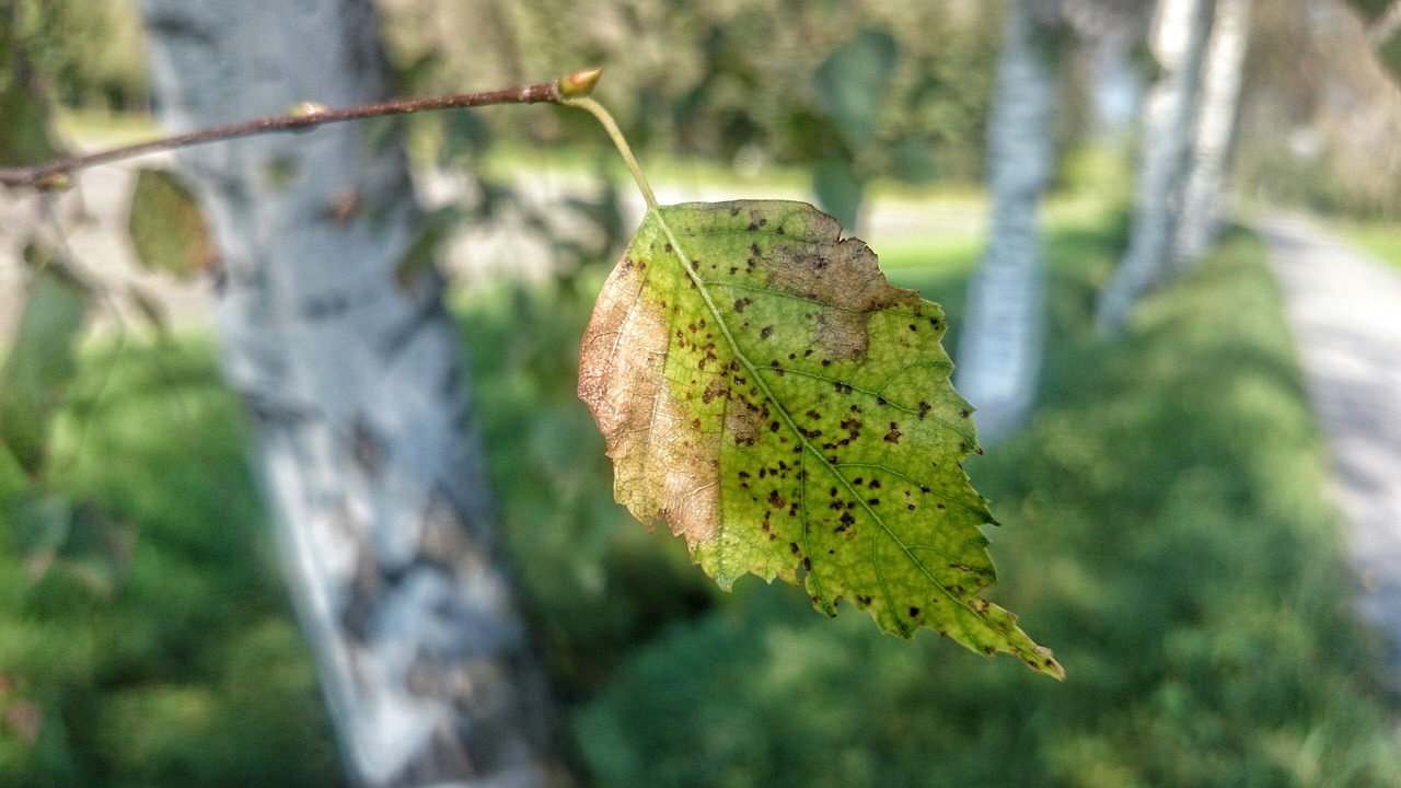 Image - autumn birch leaf dry sunny way