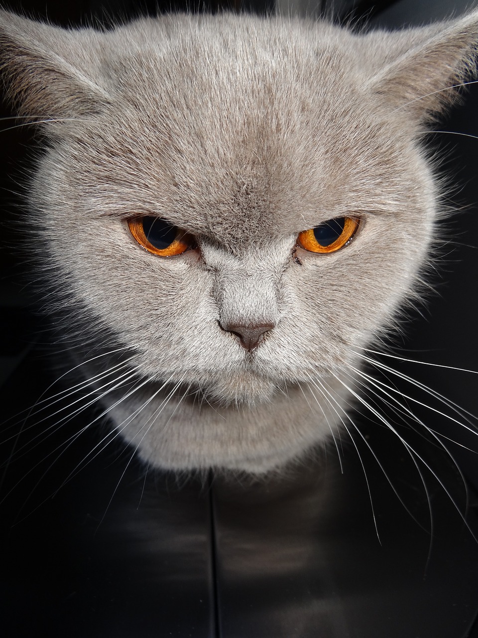 Image - cat grey feline look british