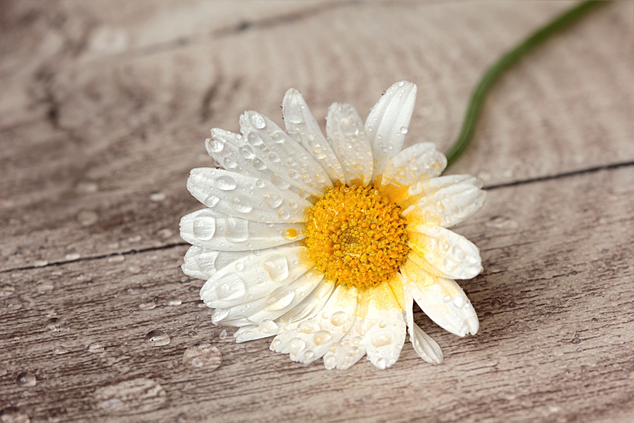 Image - still life flower marguerite