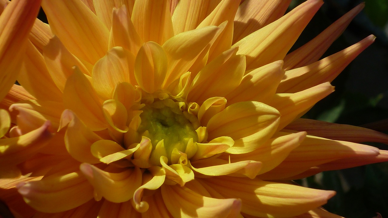 Image - dahlia flower magnificent blossom