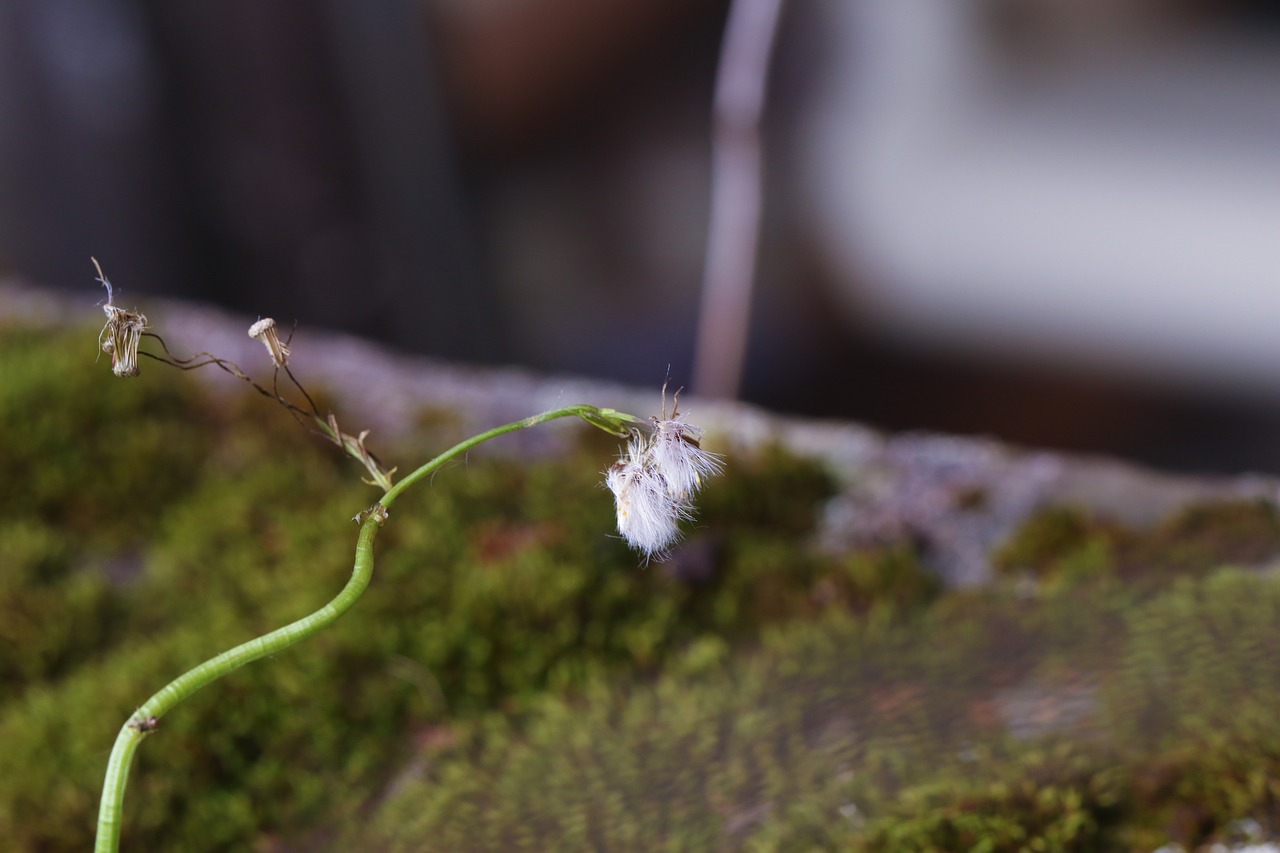 Image - wild flower autumn moss nature