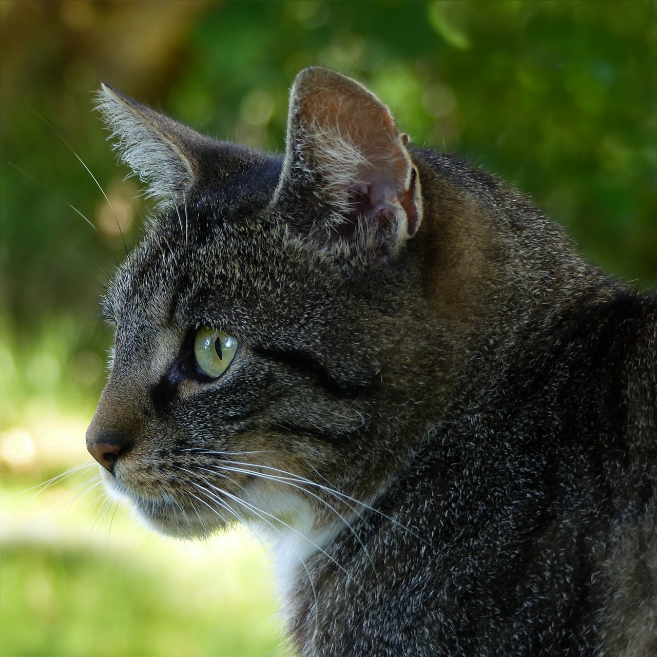 Image - animal cat felis silvestris catus