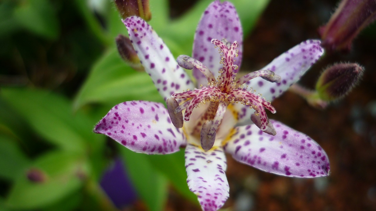 Image - tricyrtis hirta flower