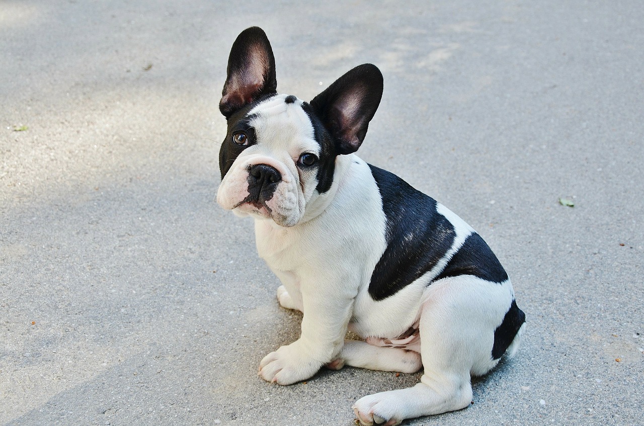 Image - french bulldog dog puppy pet