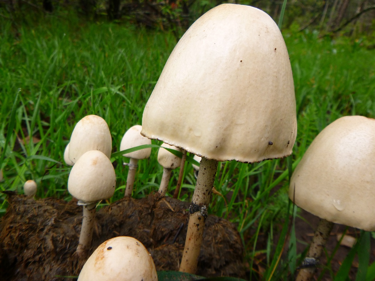 Image - camping mushroom forest nature