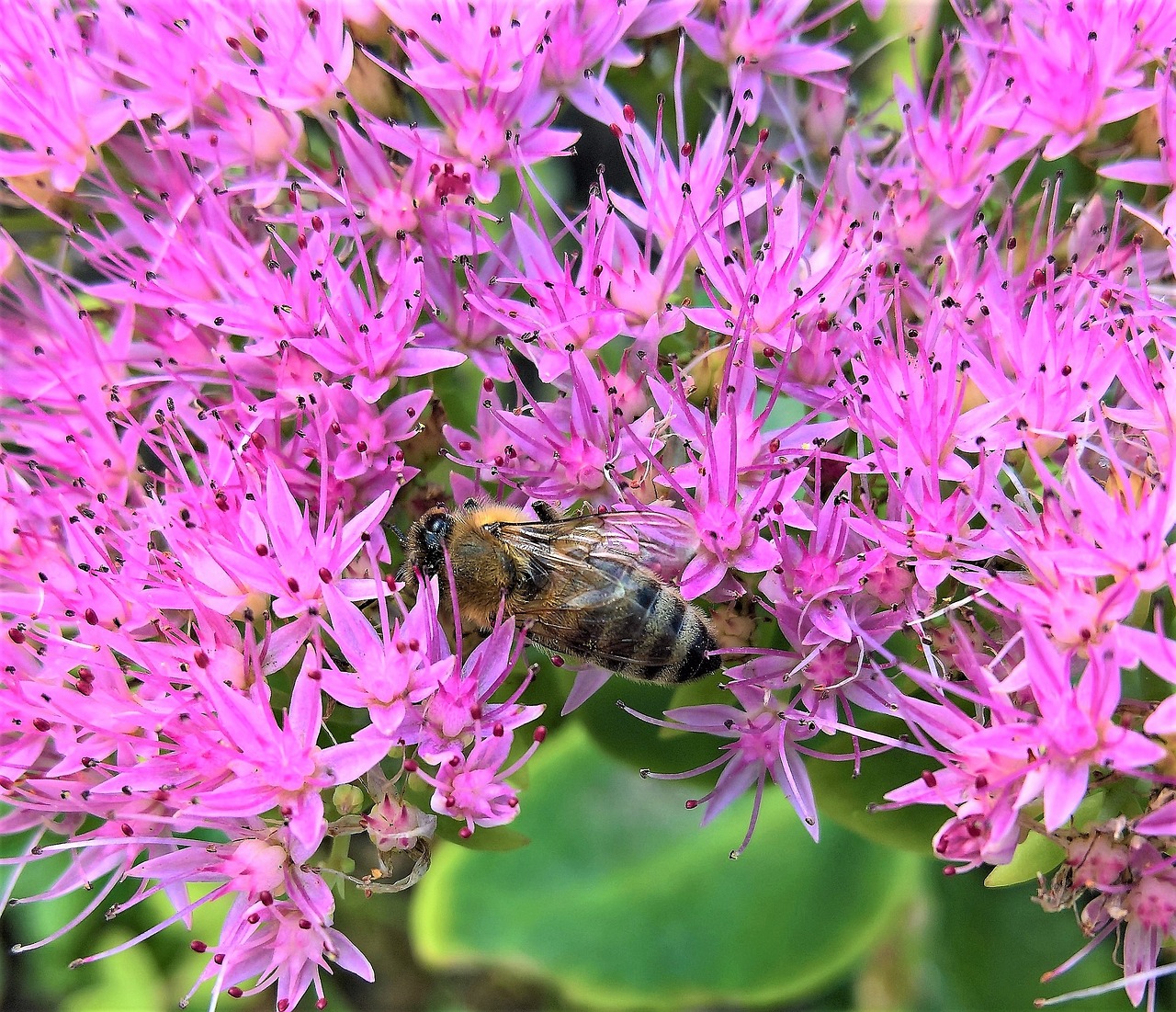 Image - stonecrop plant