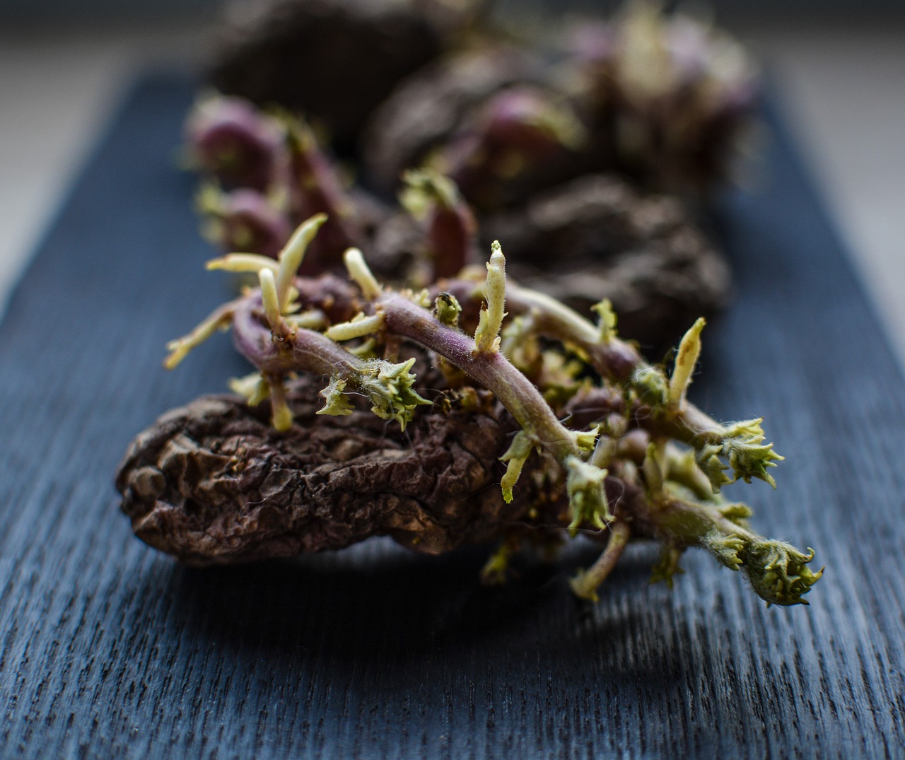 Image - potato old vegetable blooming dry