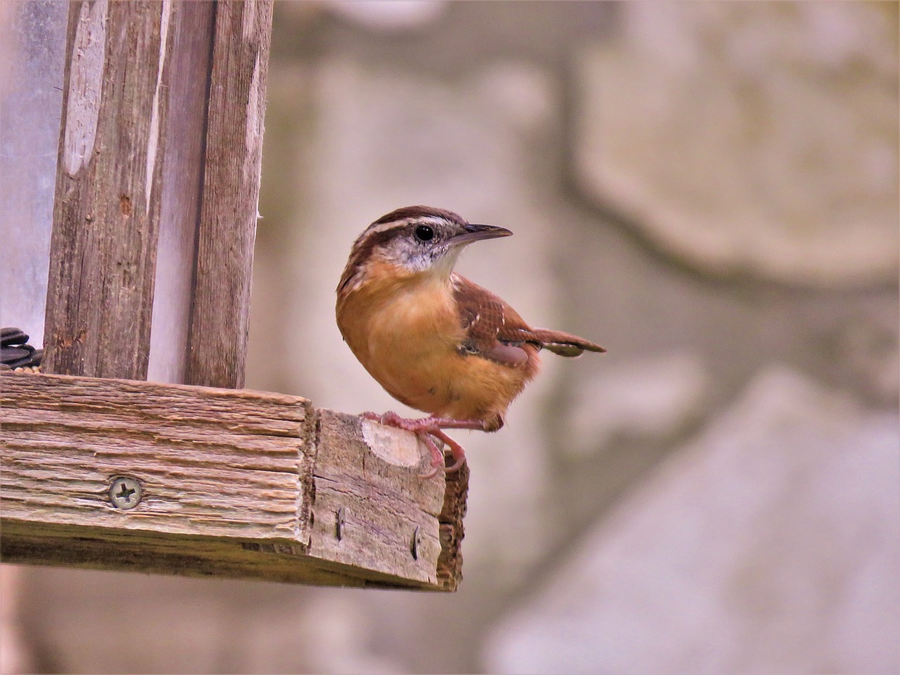 Image - bird cute brown and tan wildlife