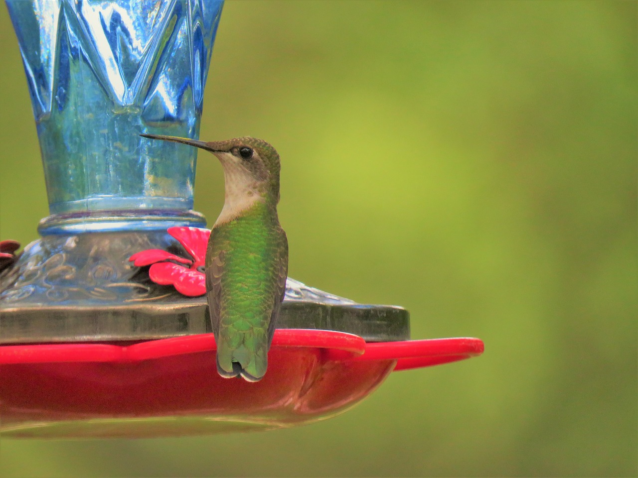 Image - bird hummingbird up close wildlife