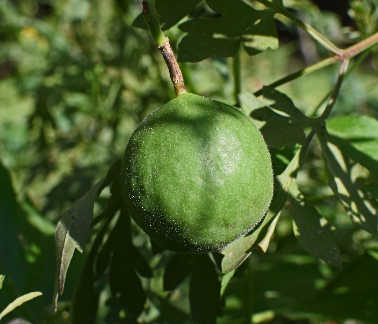 Image - passion flower fruit fruit green