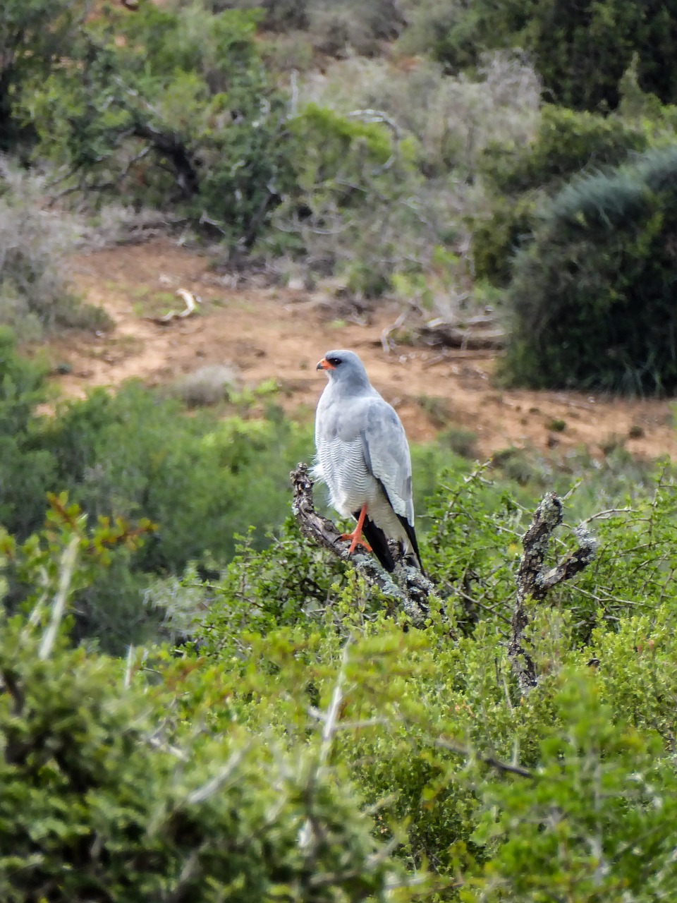 Image - nature bird of prey raptor green