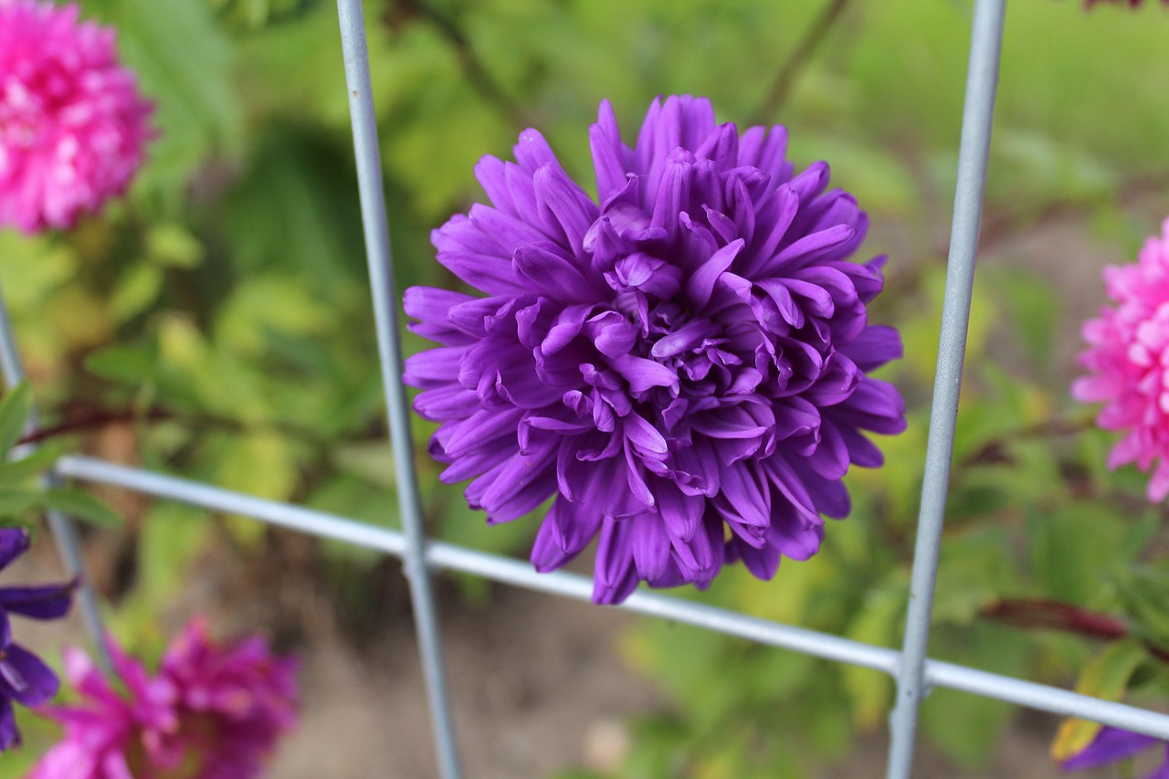 Image - astra garden flowers autumn