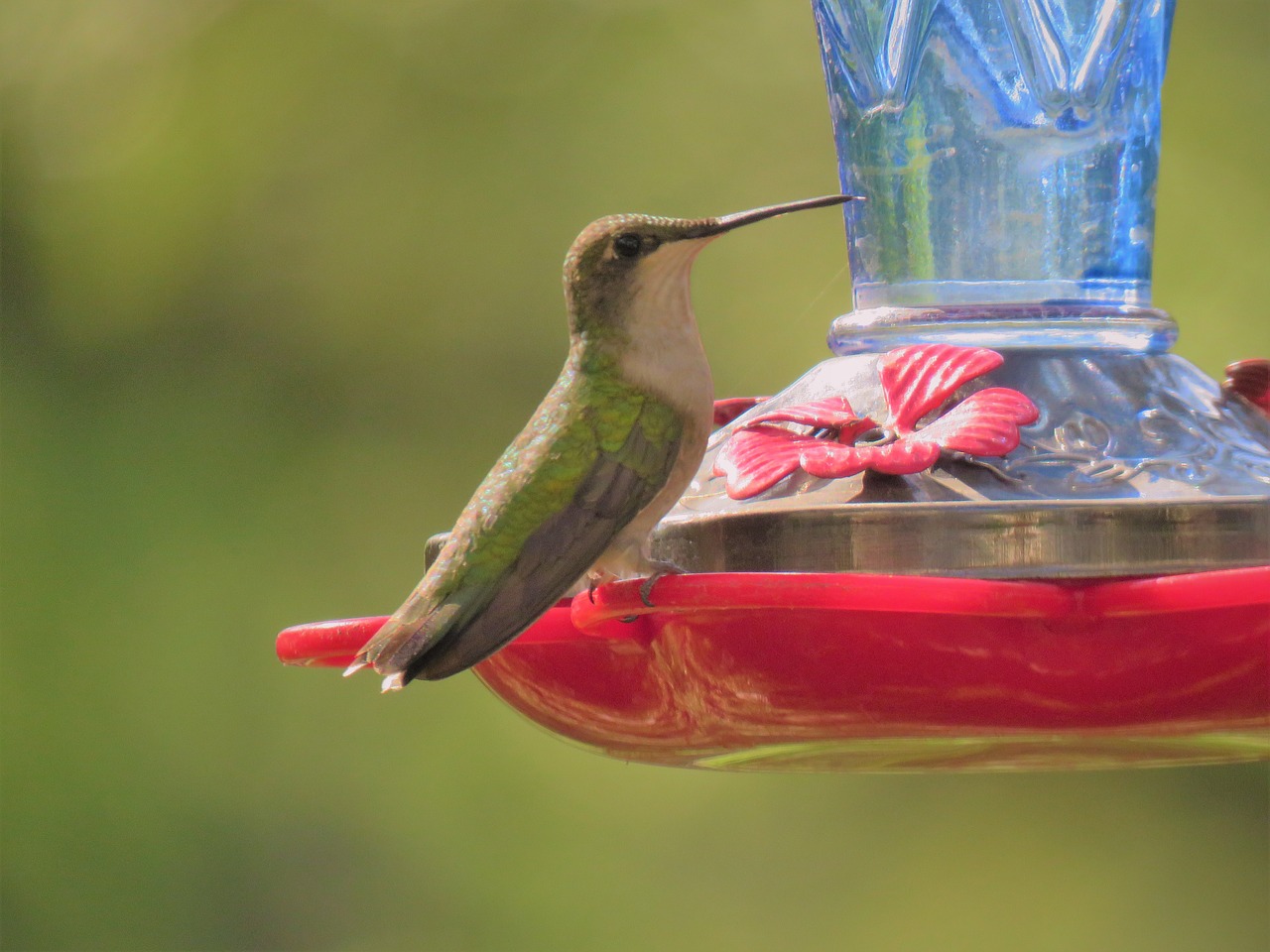 Image - bird hummingbird emerald wildlife