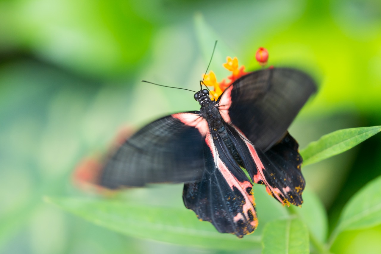 Image - butterfly insects nature flower