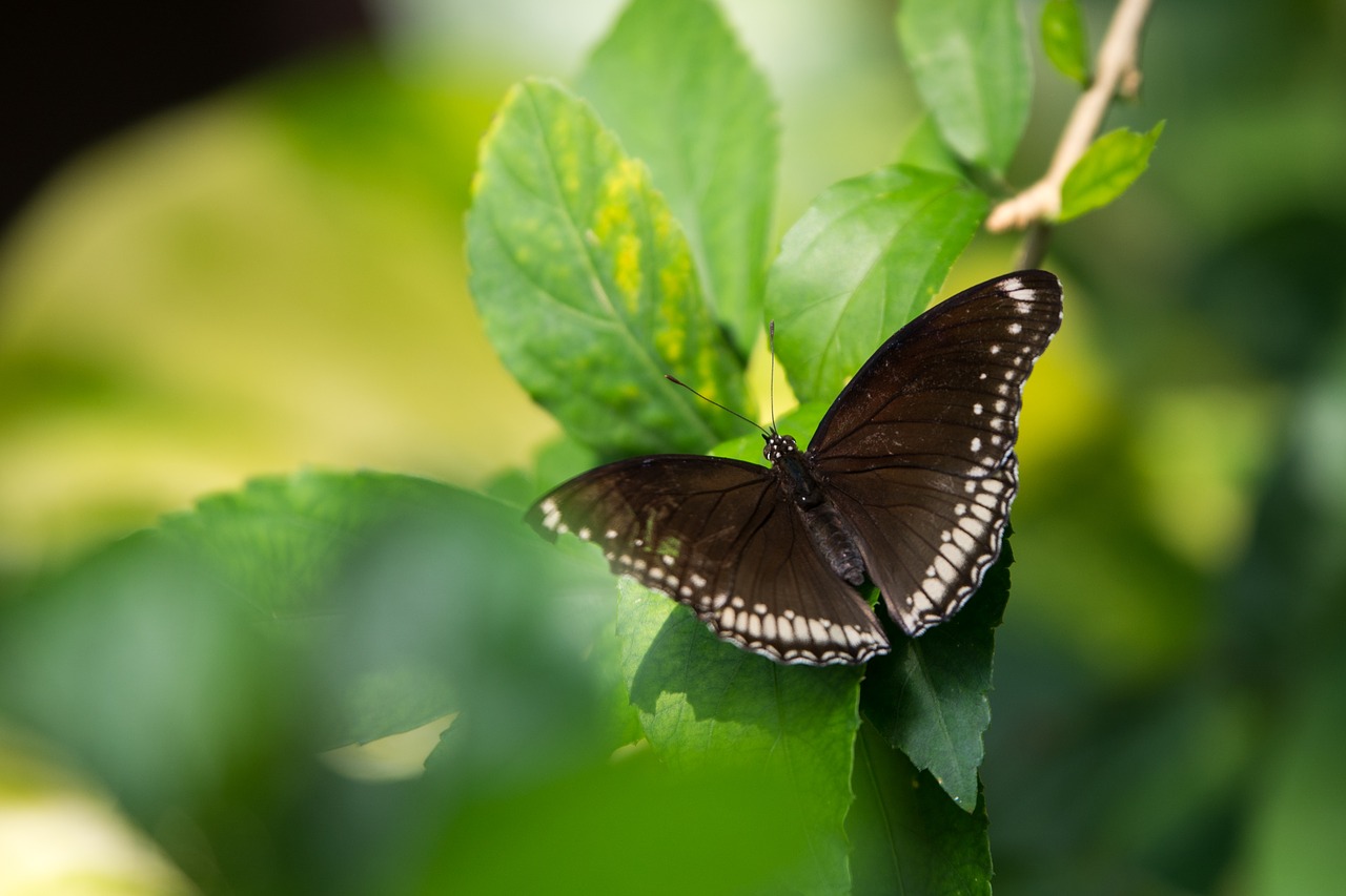 Image - butterfly insects nature flower