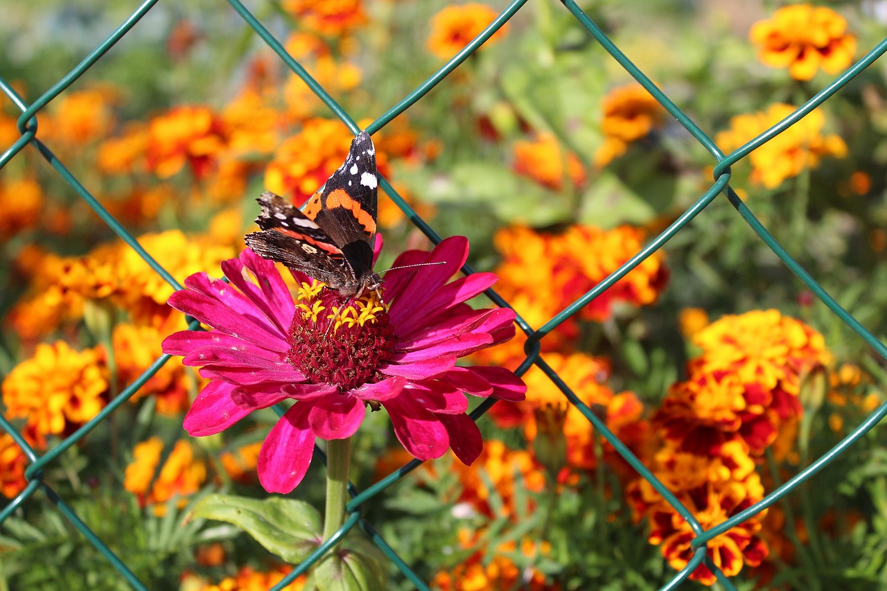 Image - zinnia garden flowers fair admiral