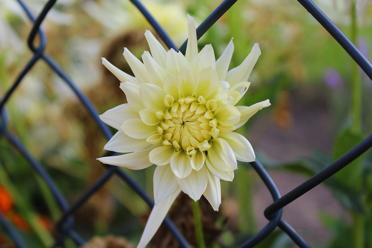 Image - aster white flower nature plant