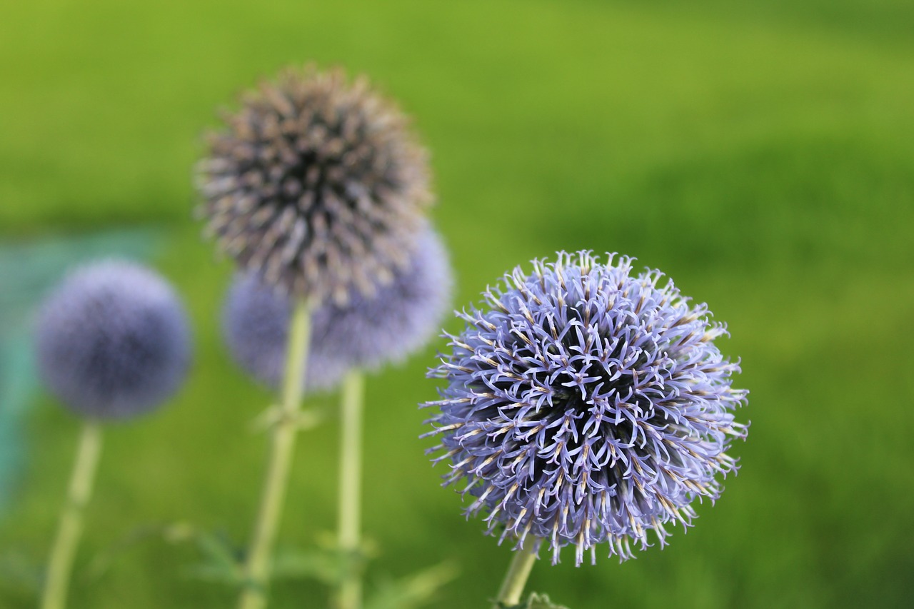 Image - przegorzan blue honey plant