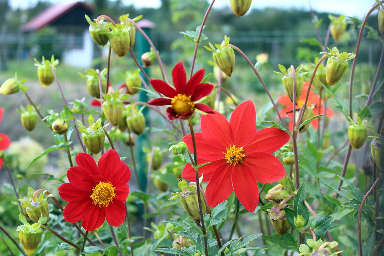 Image - dahlia mignon dahlia pinnata