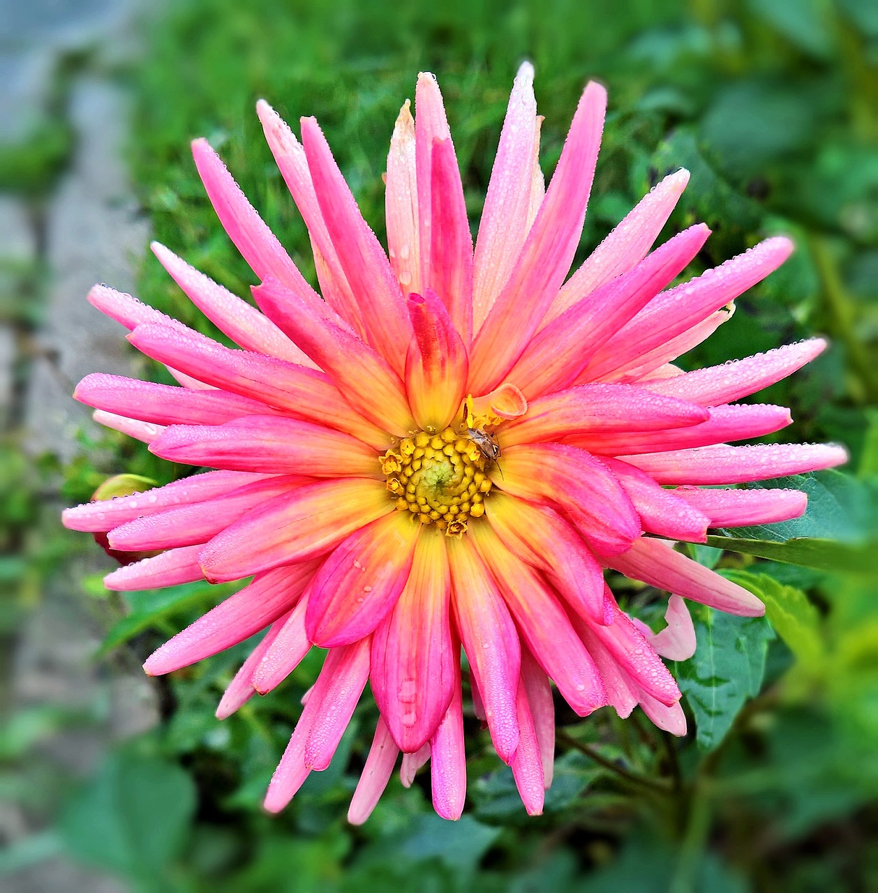 Image - dahlia flower garden plant