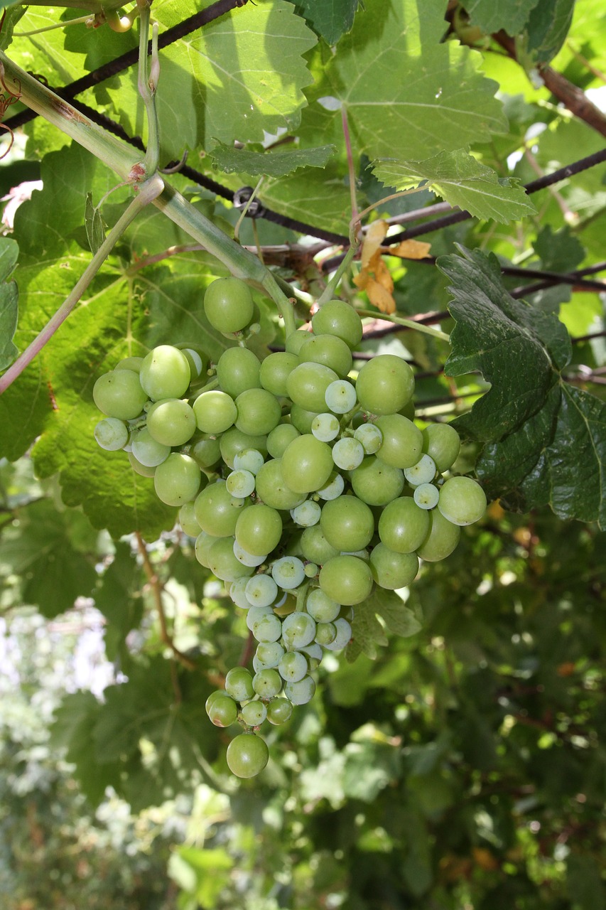 Image - grapes plants the nature of the