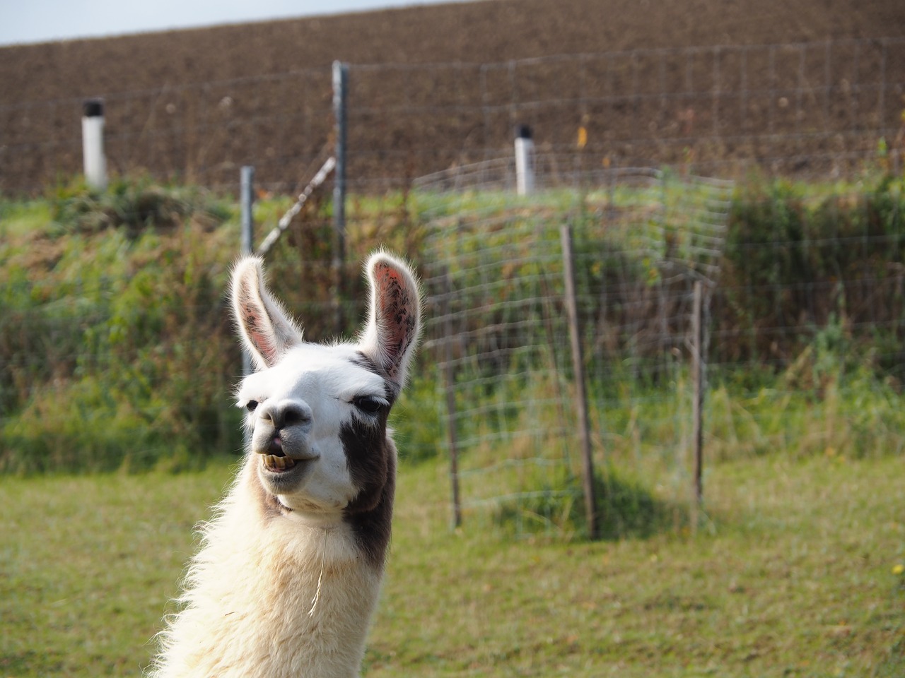 Image - lama camel paarhufer animal