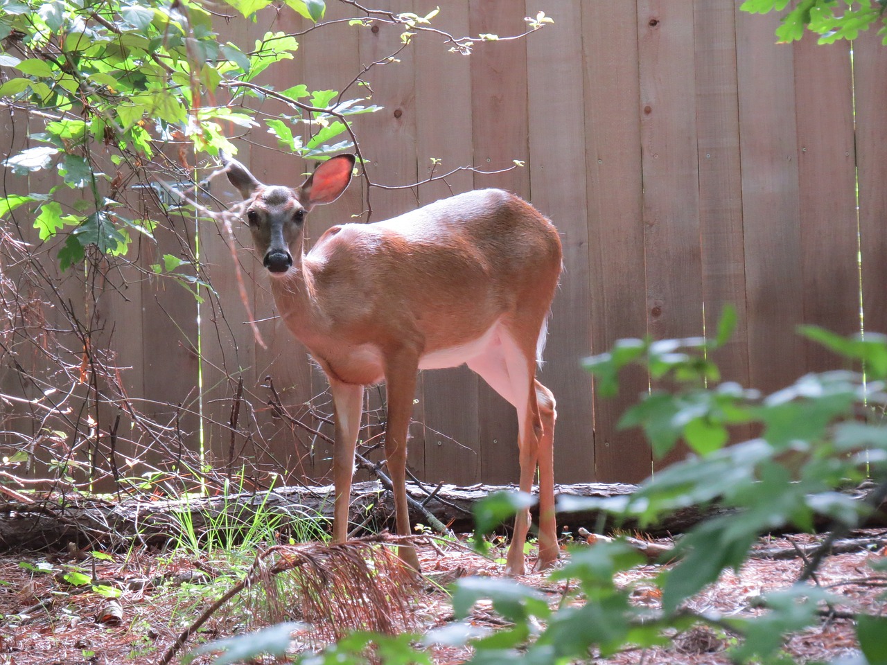 Image - deer nature photography animal