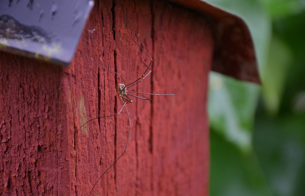 Image - spider animal insect macro scary